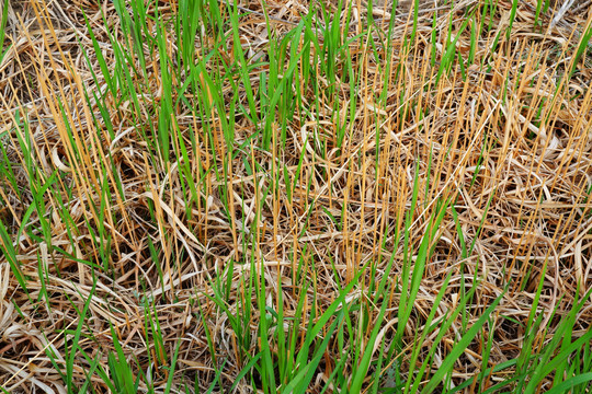 春季野草发芽