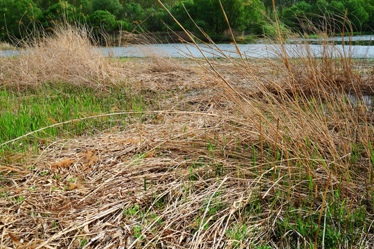 河边湿地幸干草