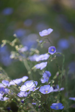 亚麻花