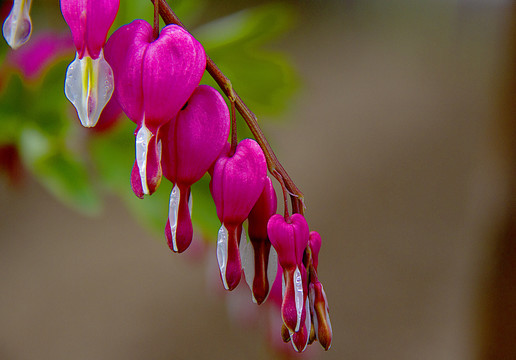 灯笼花