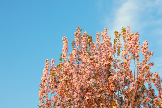 樱花树