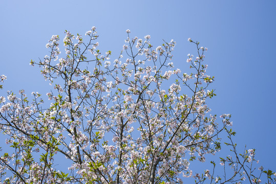 花开满树