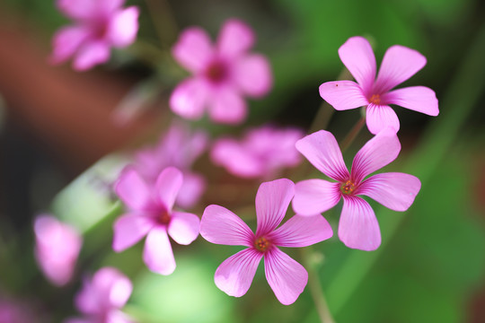 小花背景