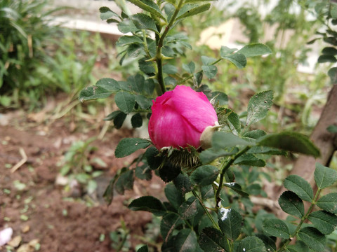 刺梨花