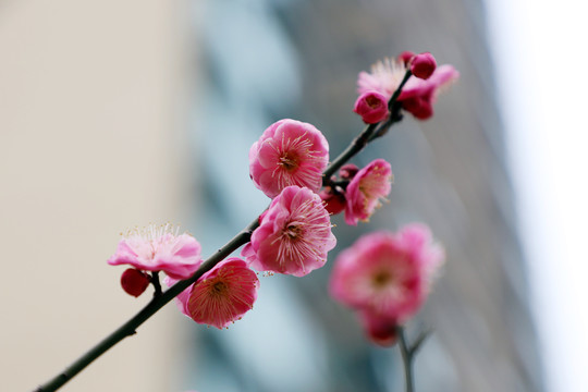 红梅盛开梅花红色梅花