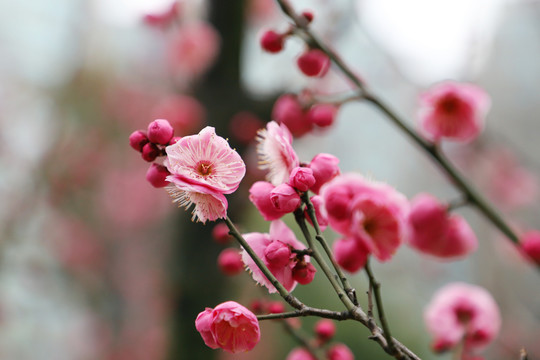 红梅盛开梅花红色梅花