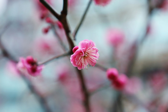 梅花小区红梅红色梅花盛开