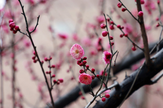 梅花小区红梅红色梅花盛开