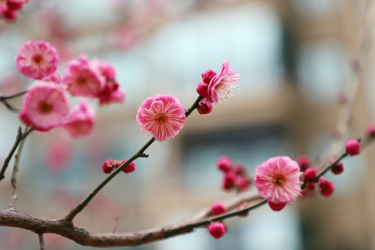 梅花小区红梅红色梅花盛开