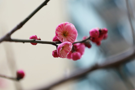 梅花小区红梅红色梅花盛开