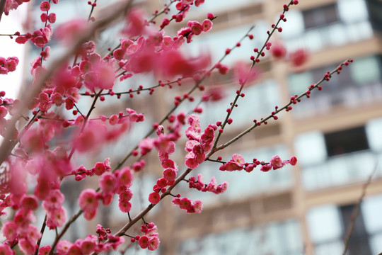 梅花小区红梅红色梅花盛开