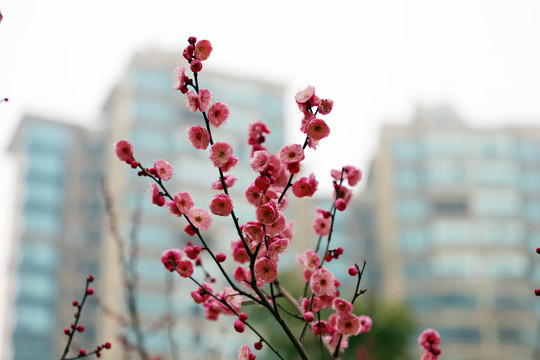 梅花小区红梅红色梅花盛开