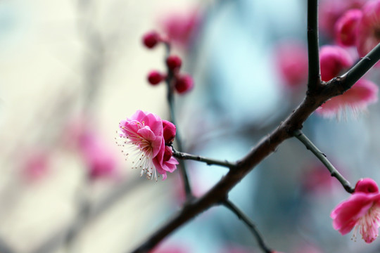 梅花小区红梅红色梅花盛开