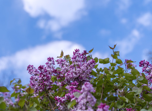 丁香花