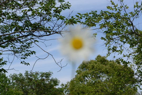 花朵与树木