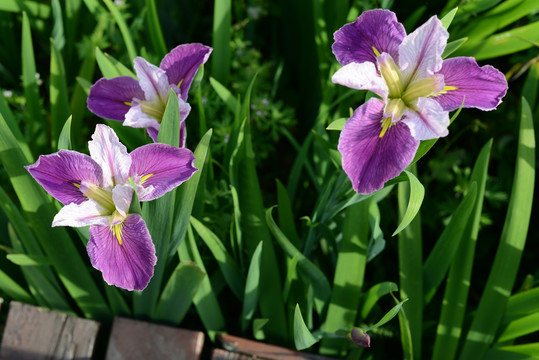 鸢尾花