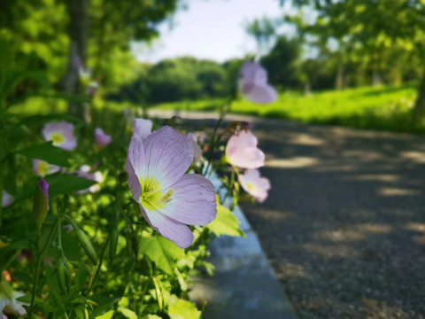 鲜花盛开的山坡