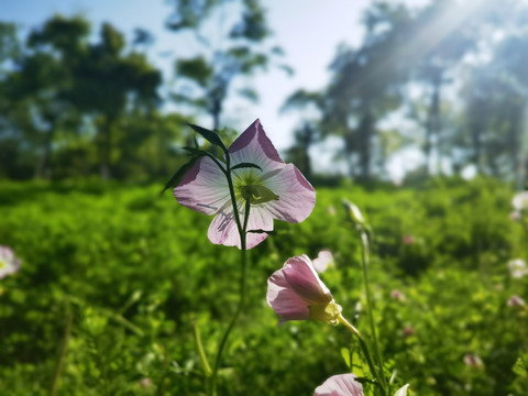 鲜花盛开的山坡