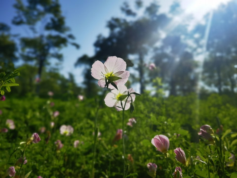 鲜花盛开的山坡