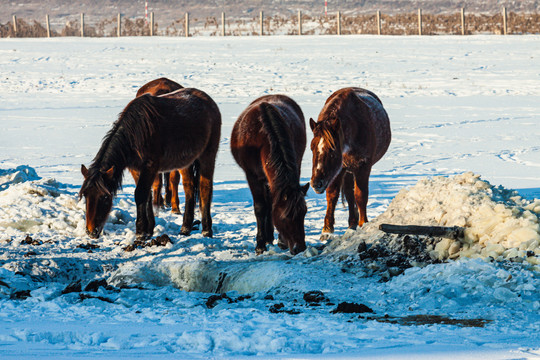 冬季冰眼冰窟窿马群喝水