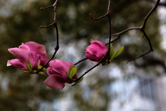 玉兰花