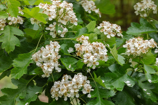 山楂花