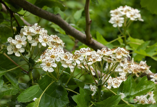 山楂花