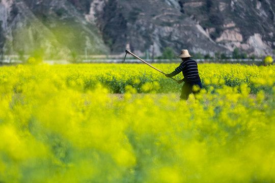 油菜花