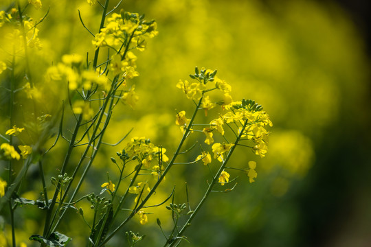 油菜花