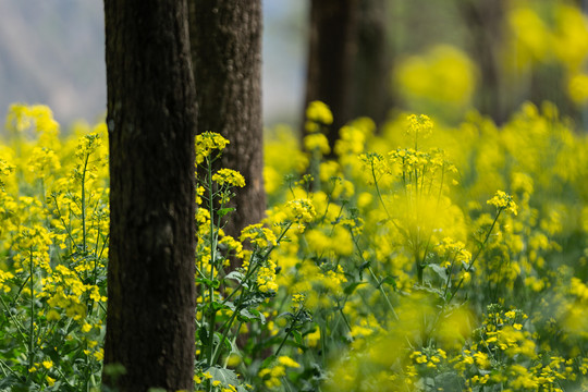 油菜花