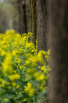 油菜花