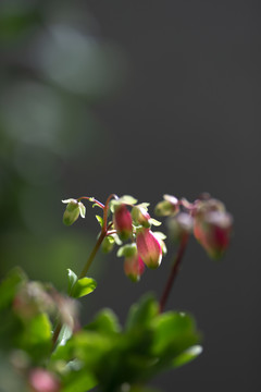 灯笼长寿花