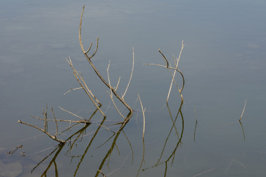 湖里的枯枝