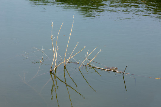 湖里的枯枝