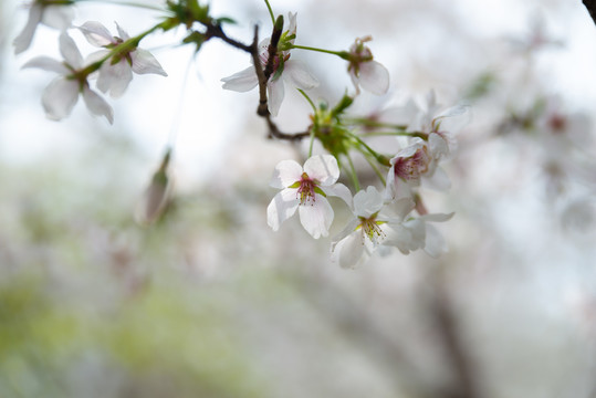 樱花特写