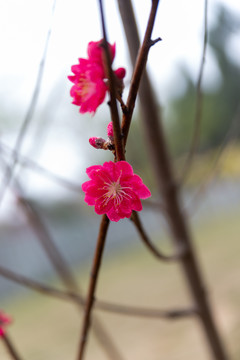 桃花