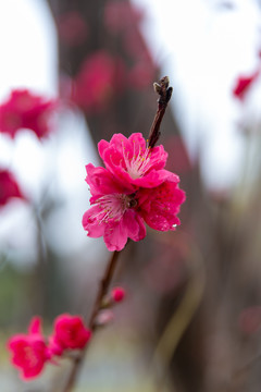 桃花