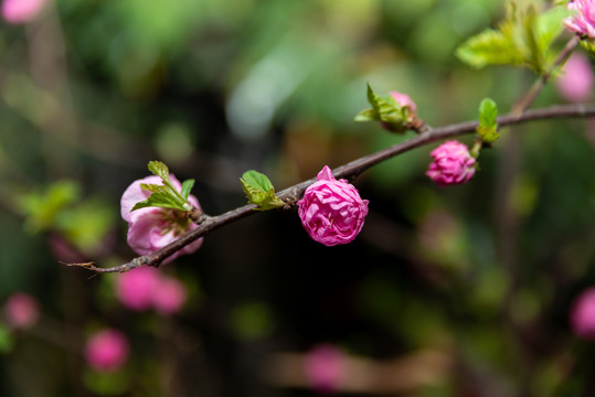 桃花