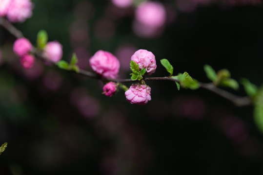 桃花