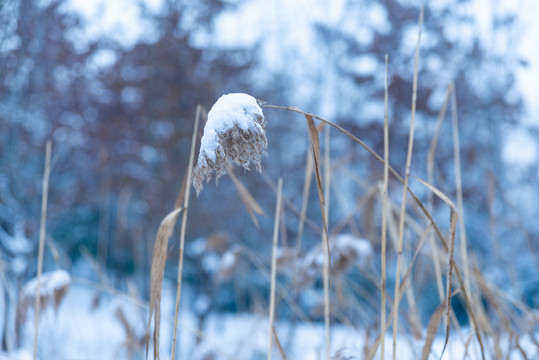 有雪的芦苇