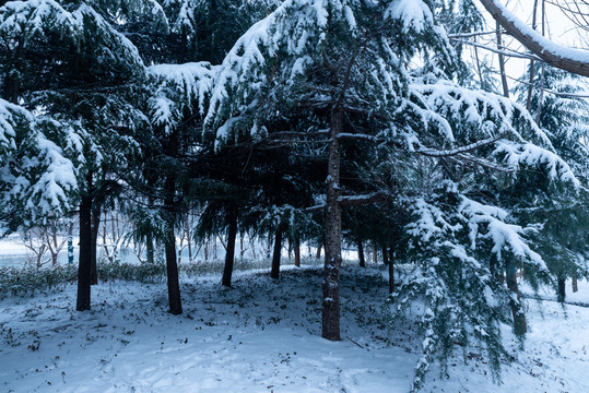 雪松