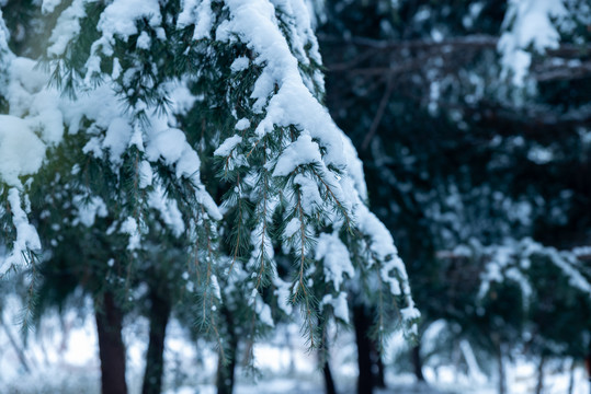 雪松