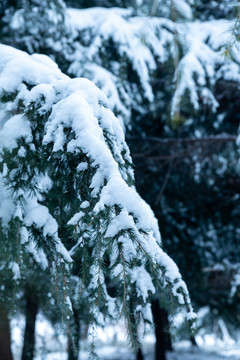 雪松