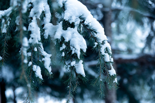 雪松