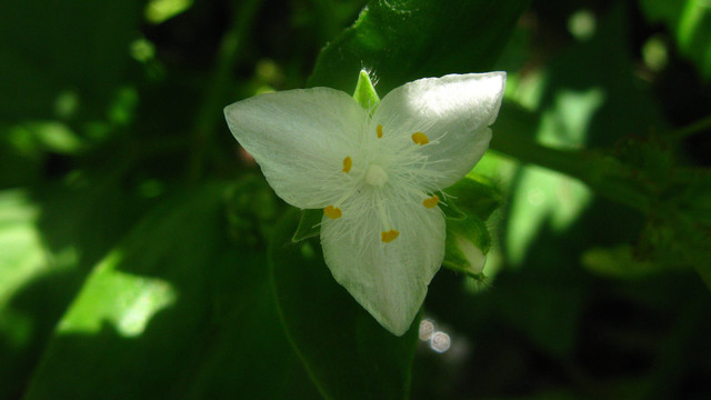 白花紫露草