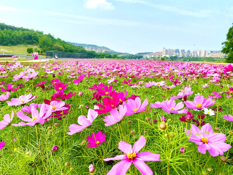 格桑花