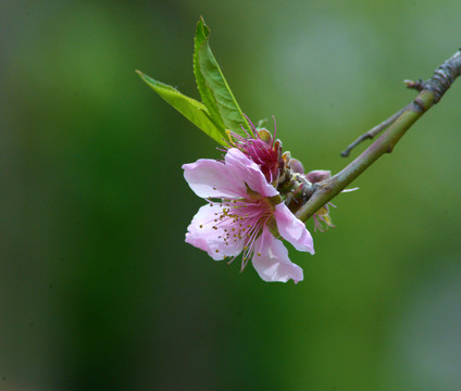 桃花