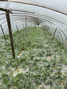 西瓜种植棚