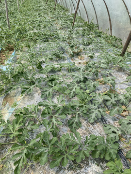 西瓜种植棚