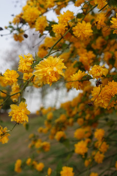 小菊花